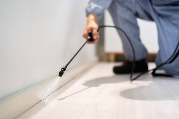 Licensed Cockroach Control service in Royston, GA - Nex Pest Control